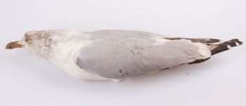 Media type: image;   Ornithology 41601